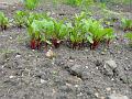 2002-0623Beetroots